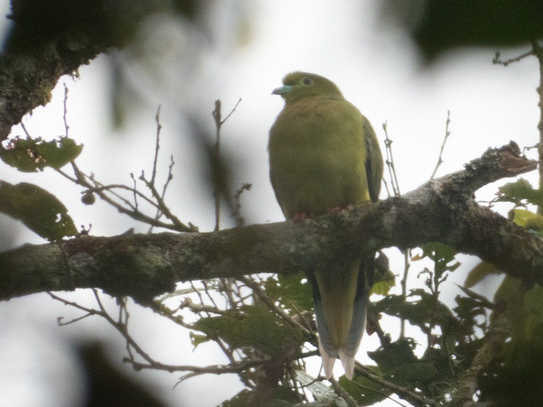 Sumatran Green-Pigeon - ML624288850