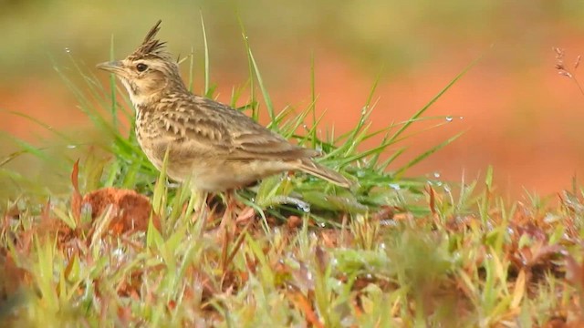 Malabar Lark - ML624288869