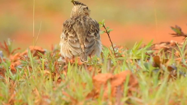 Malabar Lark - ML624288870