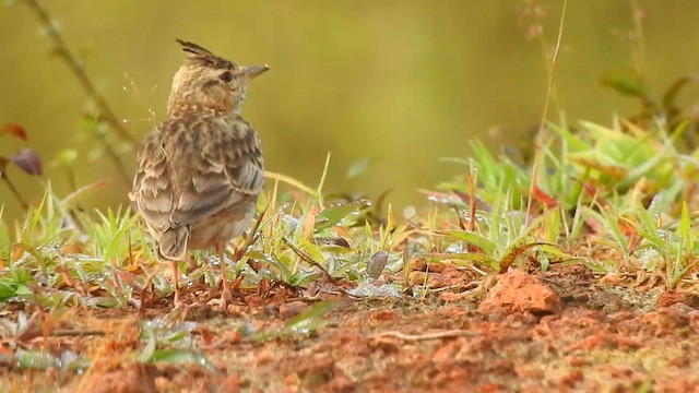 Malabar Lark - ML624288871