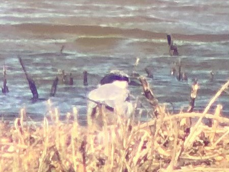 Least Tern - Adrian Burke