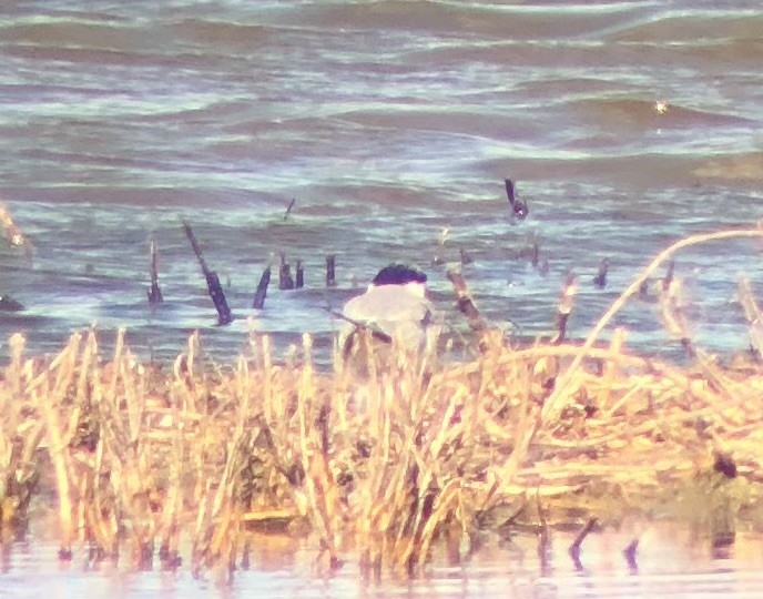 Least Tern - ML624289079