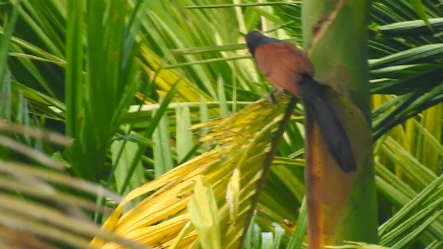 Greater Coucal (Southern) - ML624289287