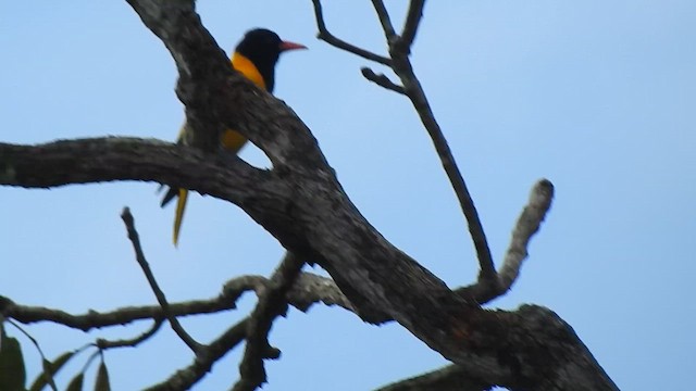 Black-hooded Oriole - ML624289292