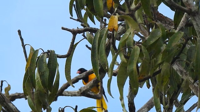 Black-hooded Oriole - ML624289293