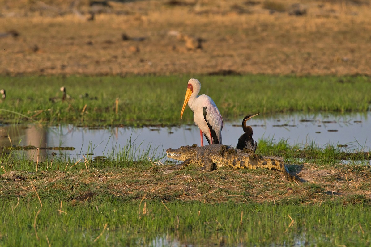 Anhinga d'Afrique - ML624289336