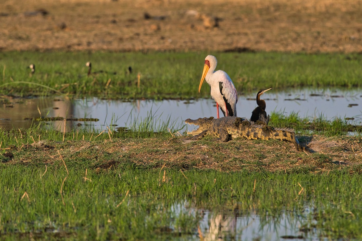 Anhinga d'Afrique - ML624289337