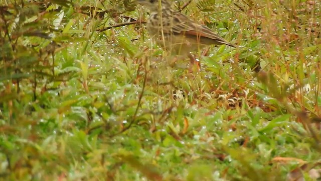 Jerdon's Bushlark - ML624289369