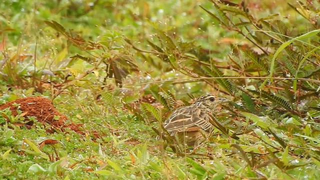 Jerdon's Bushlark - ML624289372