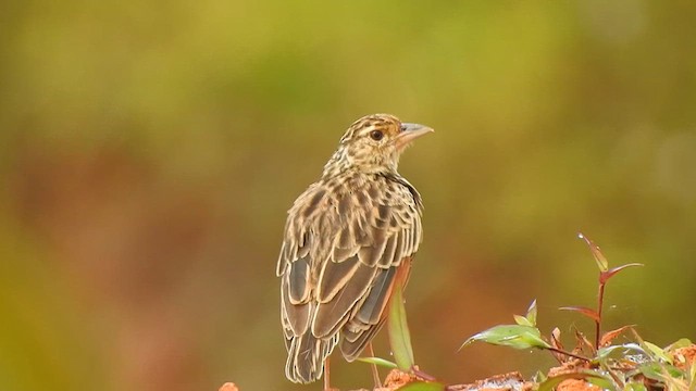 Jerdon's Bushlark - ML624289489