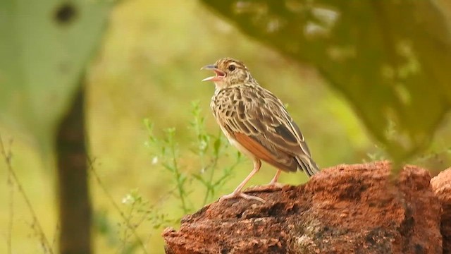 Jerdon's Bushlark - ML624289491