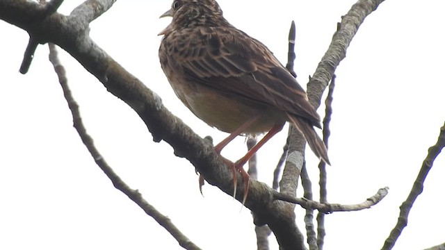 Jerdon's Bushlark - ML624289494