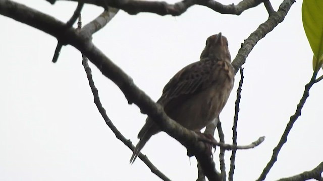 Jerdon's Bushlark - ML624289495