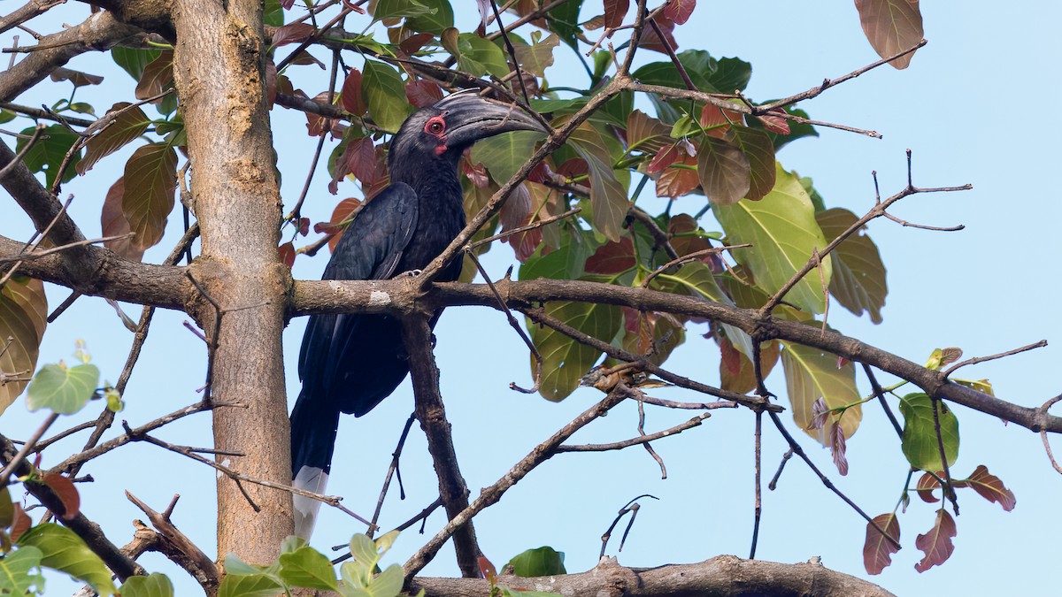 Black Hornbill - ML624289532