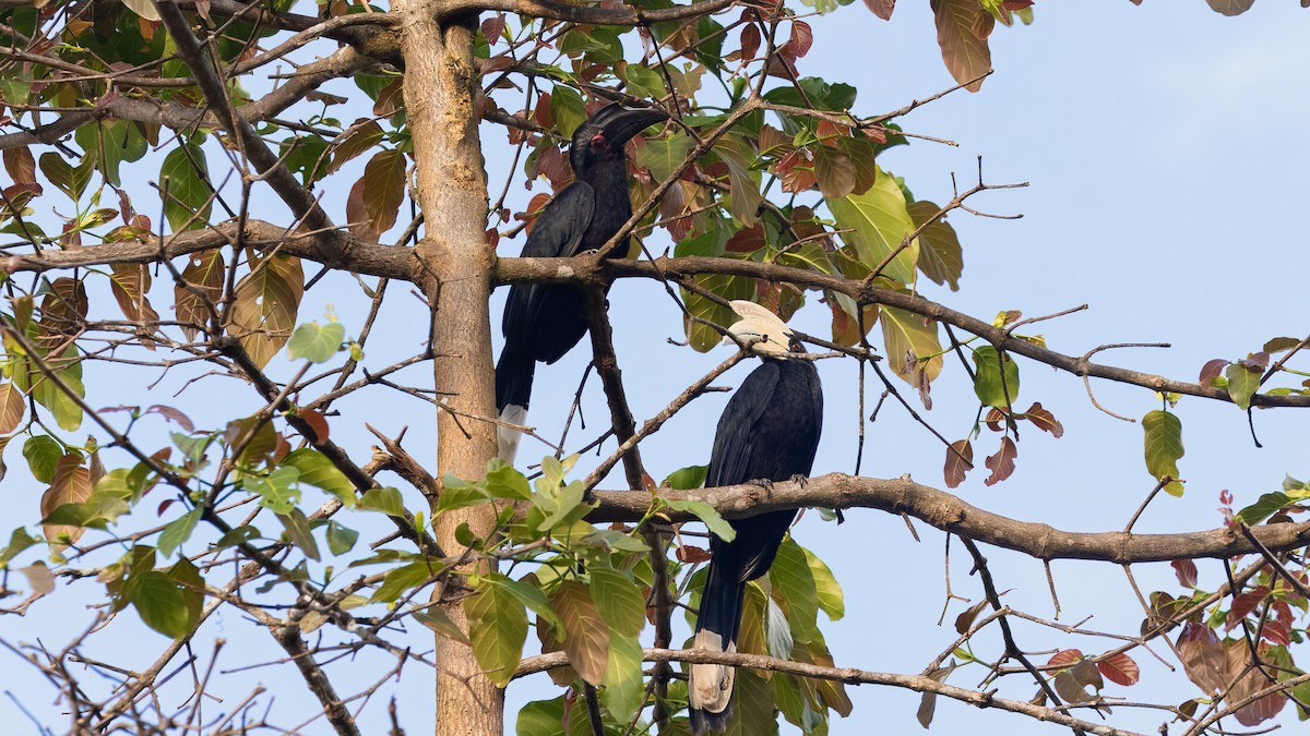 Black Hornbill - ML624289586