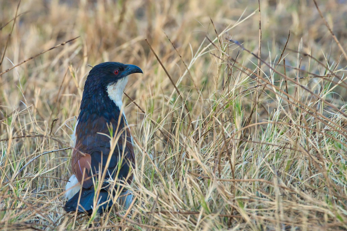 Coucal des papyrus - ML624289596