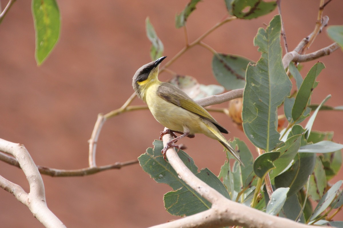 Gray-headed Honeyeater - ML624289662