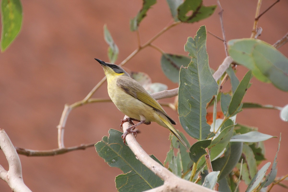 Gray-headed Honeyeater - ML624289663