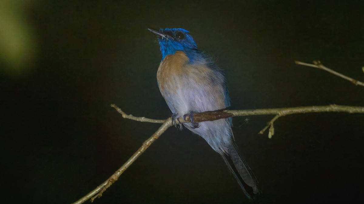 Malaysian Blue Flycatcher - ML624289687