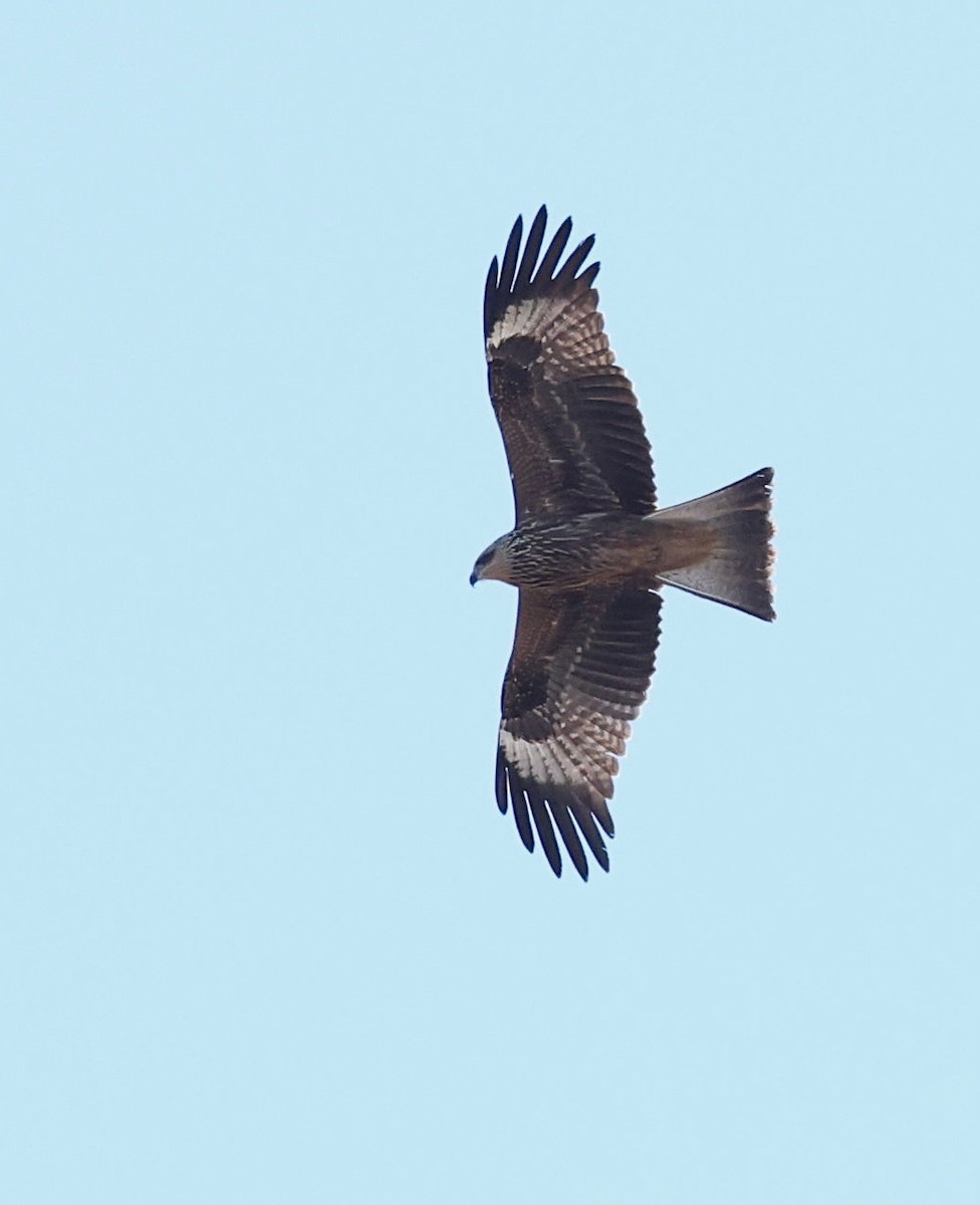 Black Kite - ML624289737