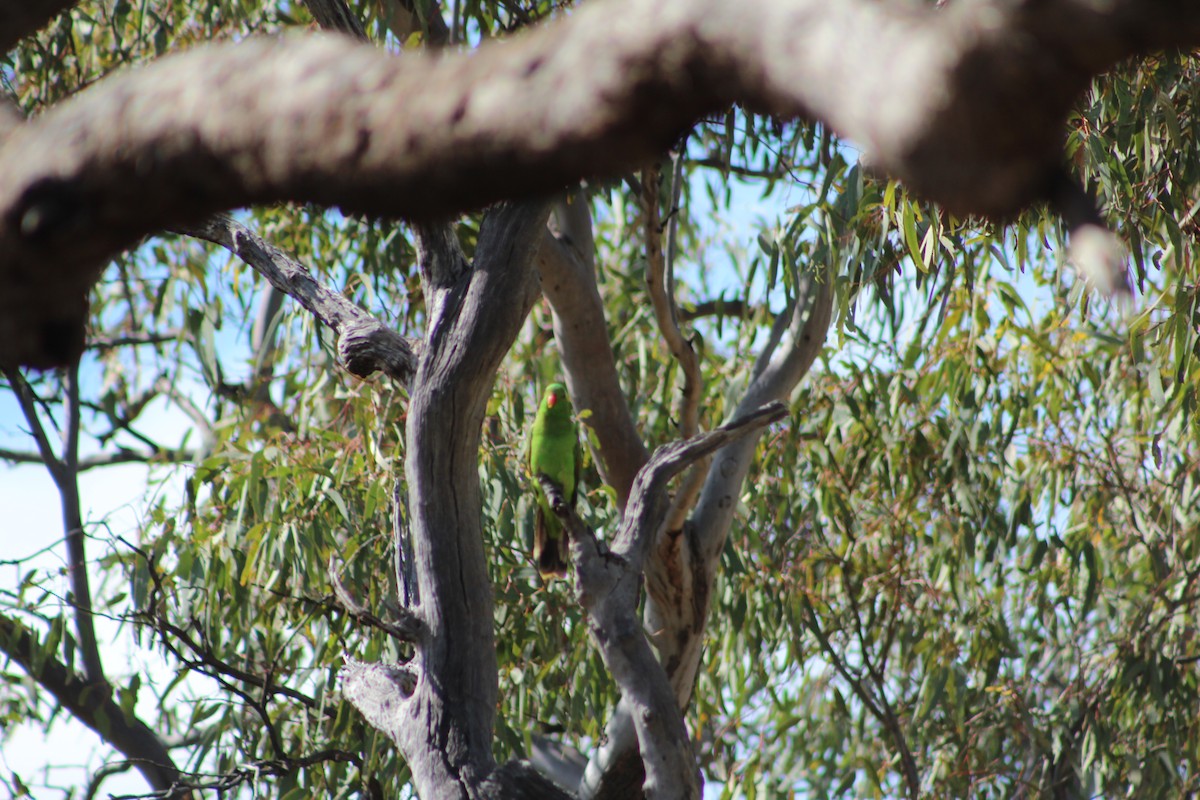 Red-winged Parrot - ML624289777