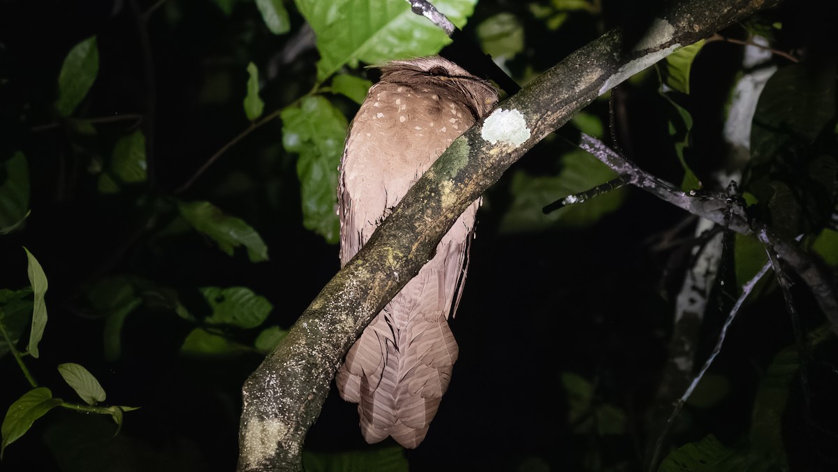 Large Frogmouth - ML624289782