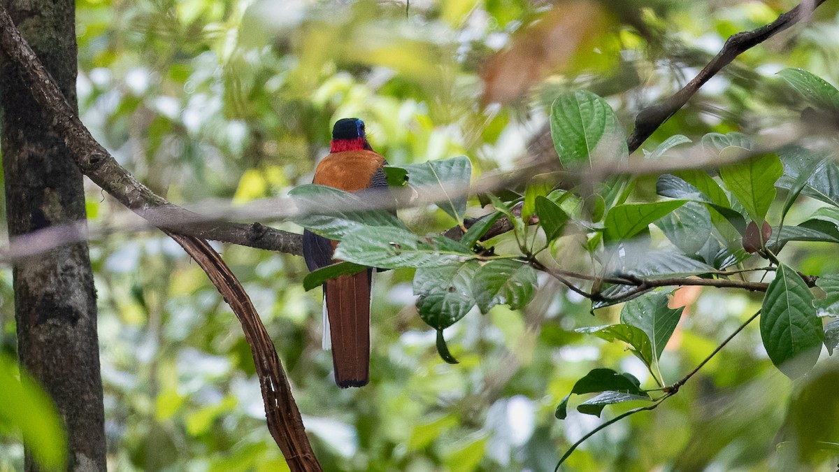 Red-naped Trogon - ML624289880