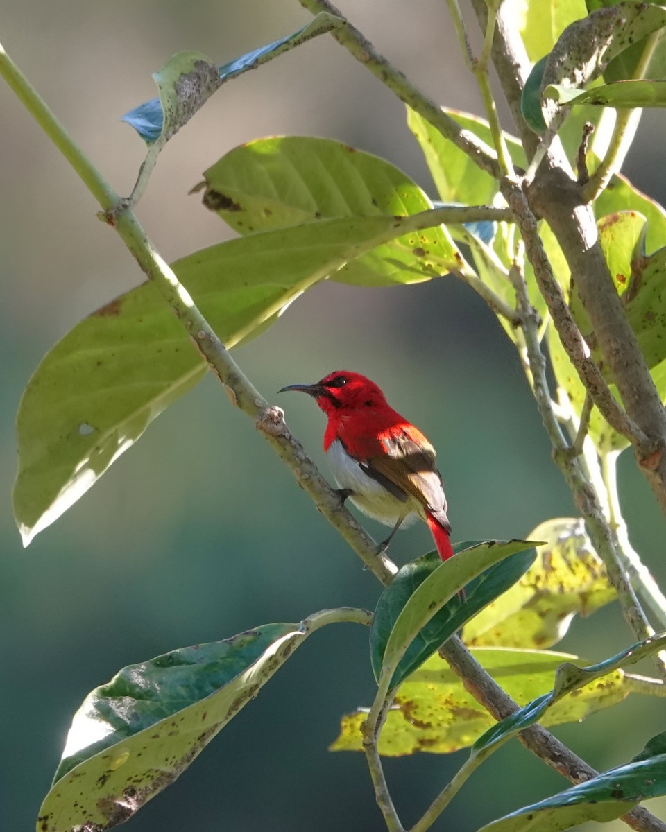 Temminck's Sunbird - ML624289972