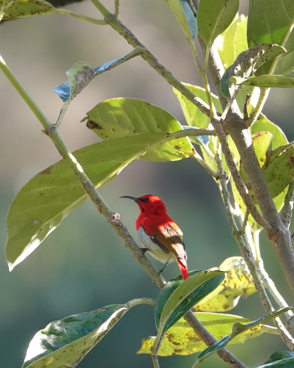 Temminck's Sunbird - ML624289976