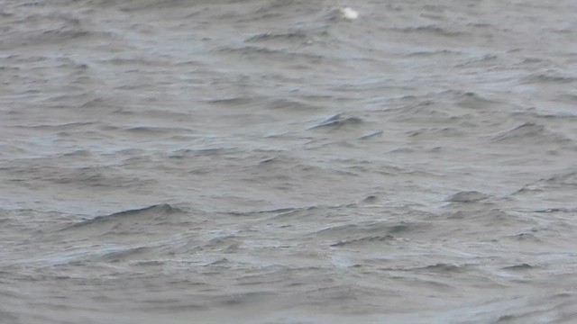 South Polar Skua - ML624289988