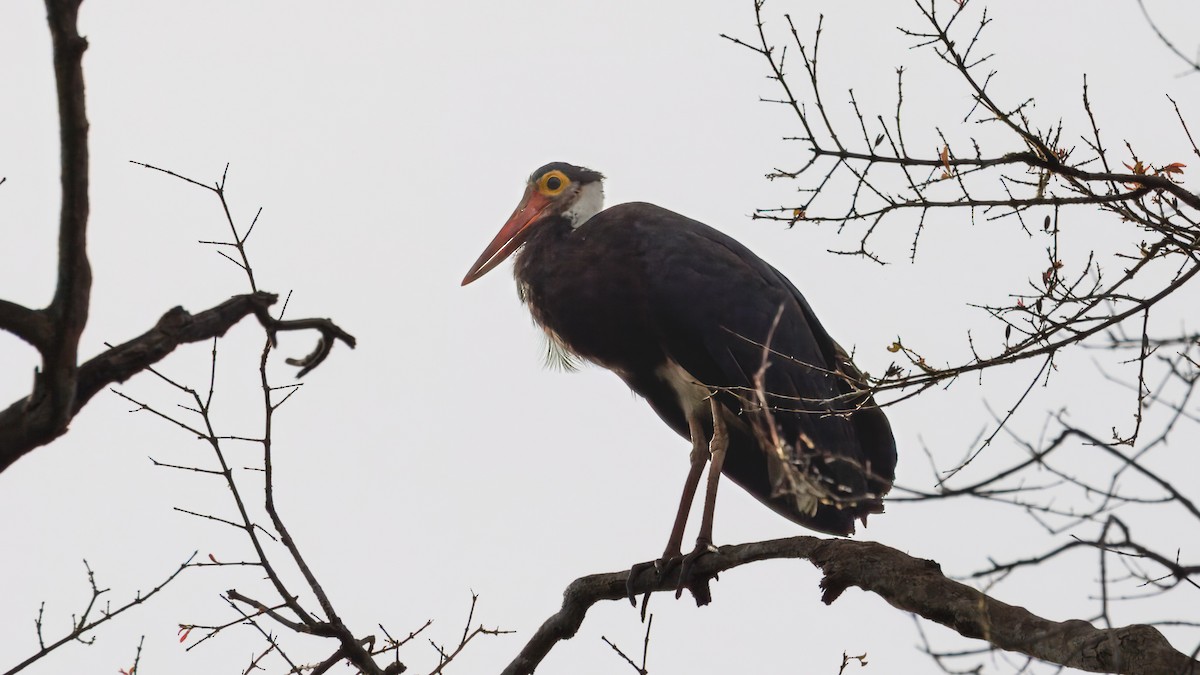 Storm's Stork - ML624290129