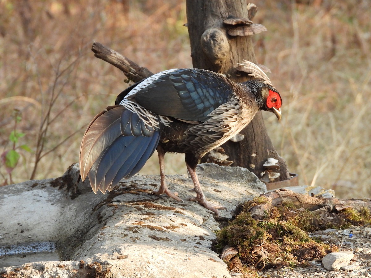 Kalij Pheasant - ML624290307