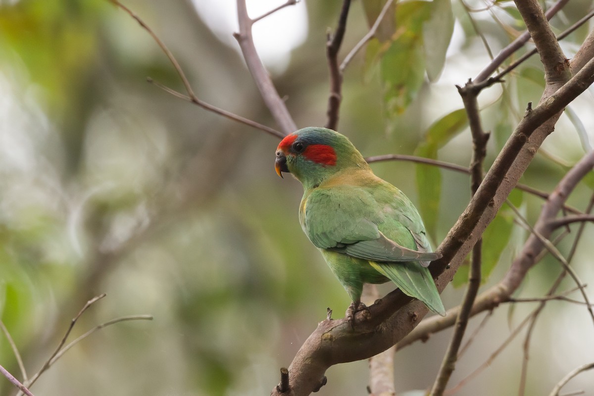 ジャコウインコ - ML624290369
