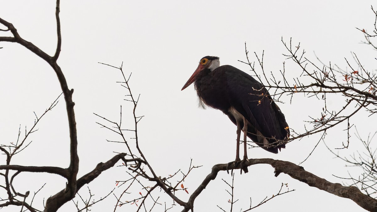 Storm's Stork - ML624290386