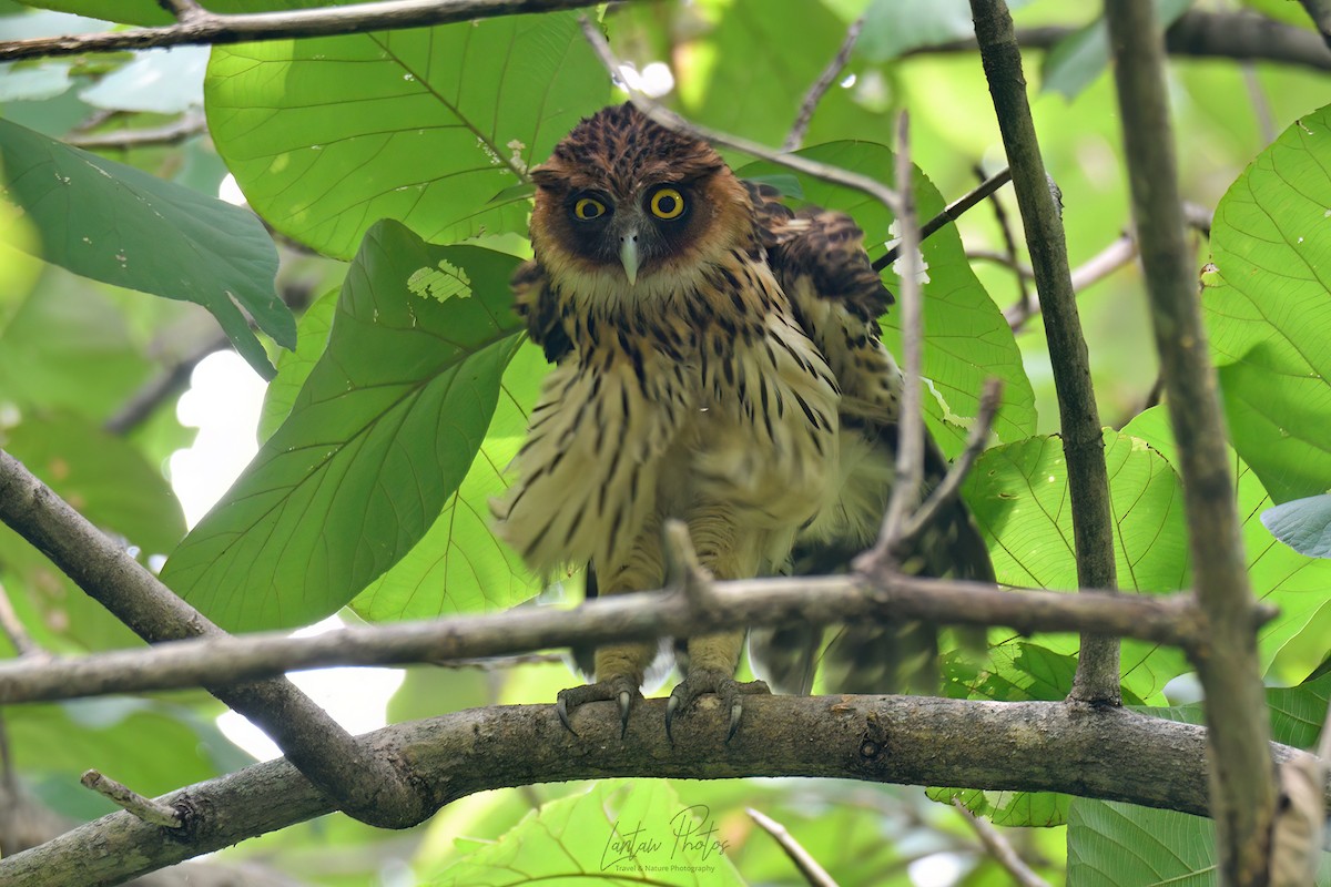 Philippine Eagle-Owl - Allan Barredo