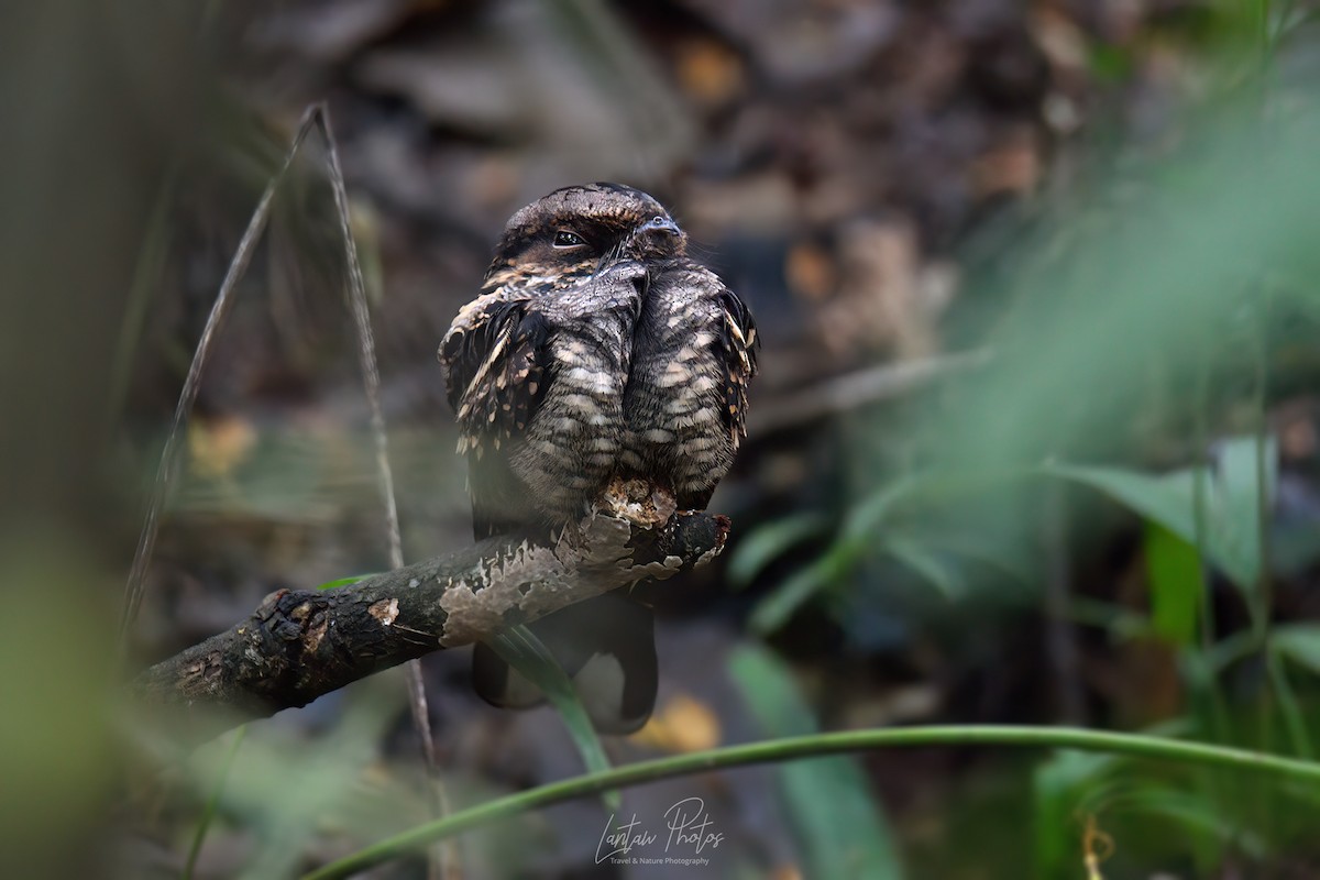 Philippine Nightjar - ML624290409