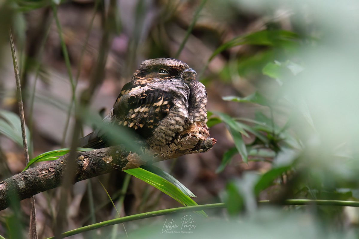 Philippine Nightjar - Allan Barredo