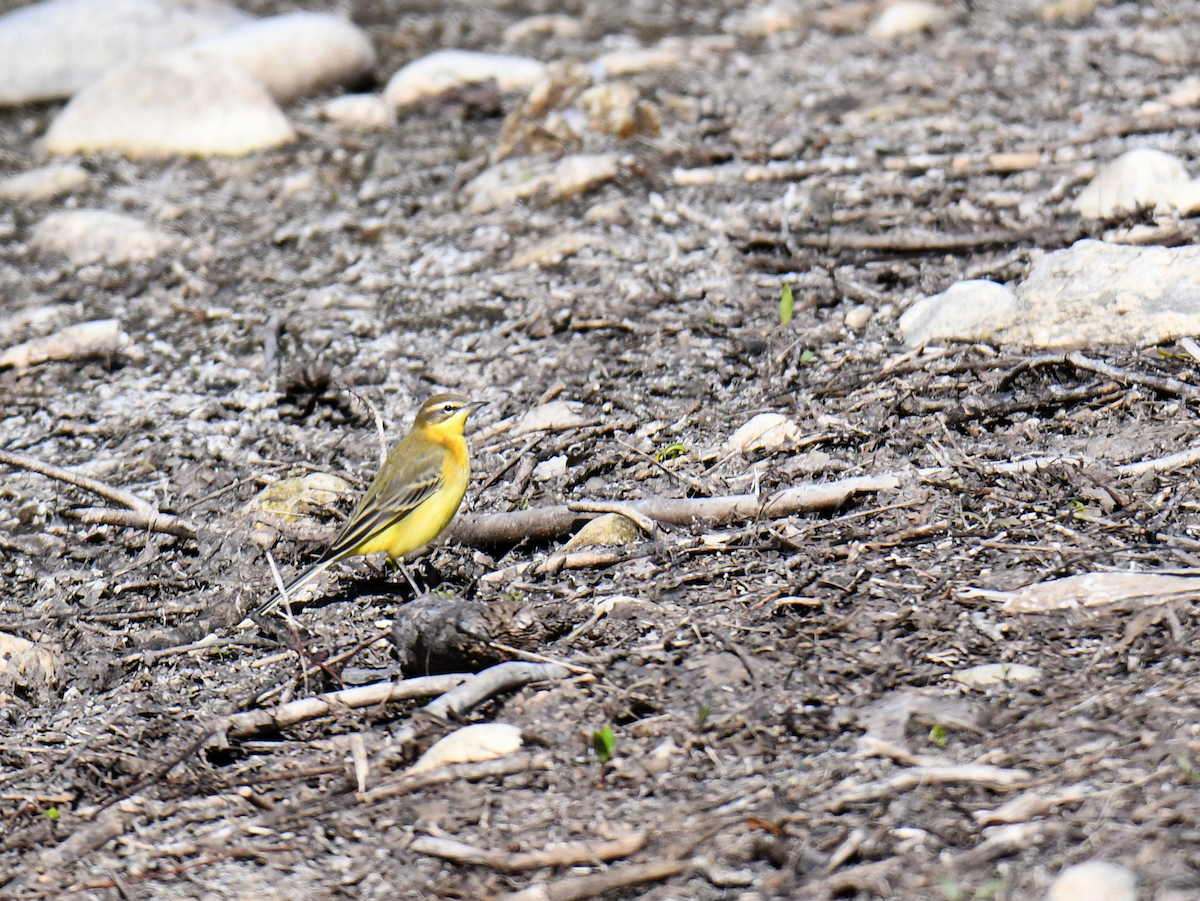 Western Yellow Wagtail (flava) - ML624290465