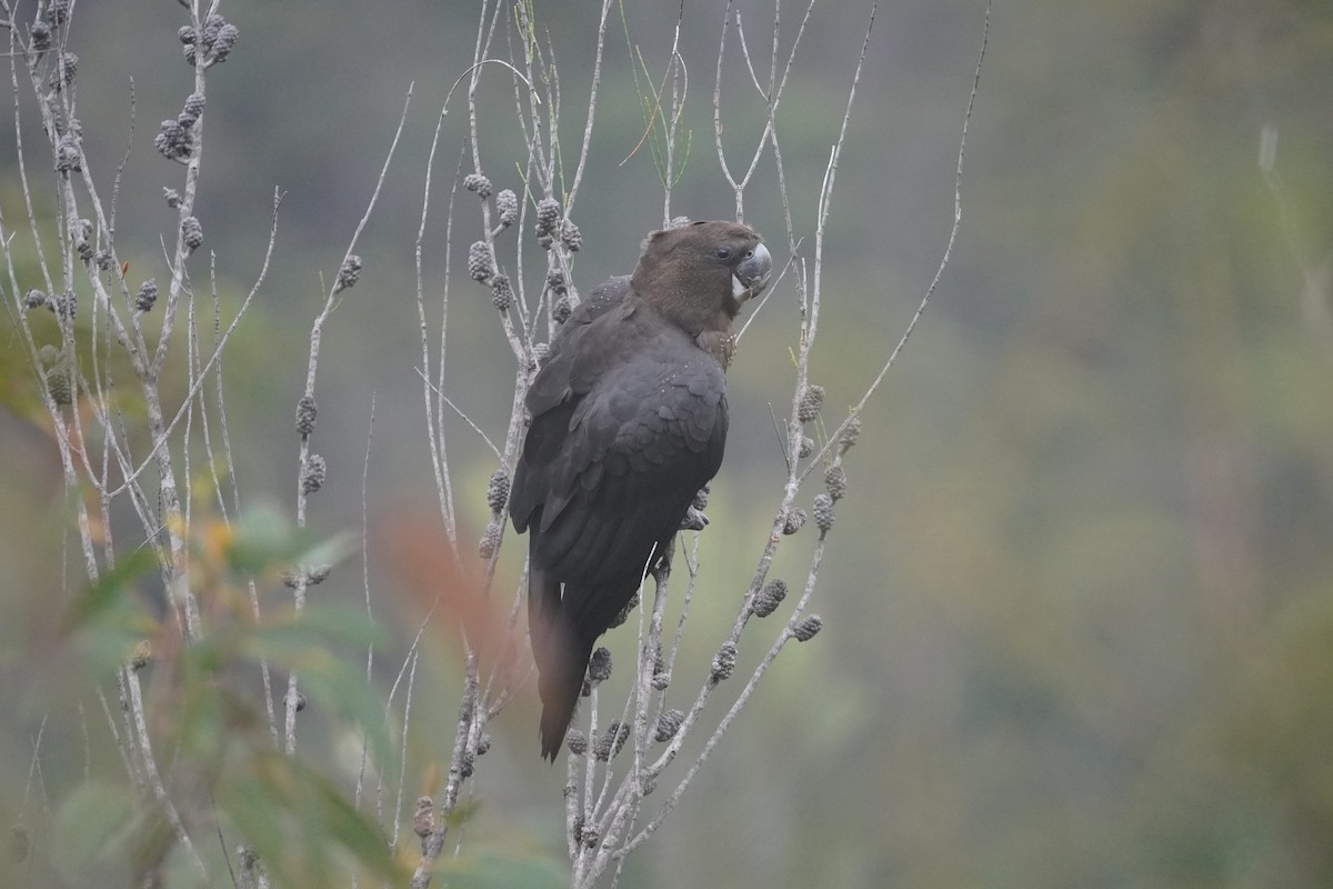 Glossy Black-Cockatoo - ML624290471