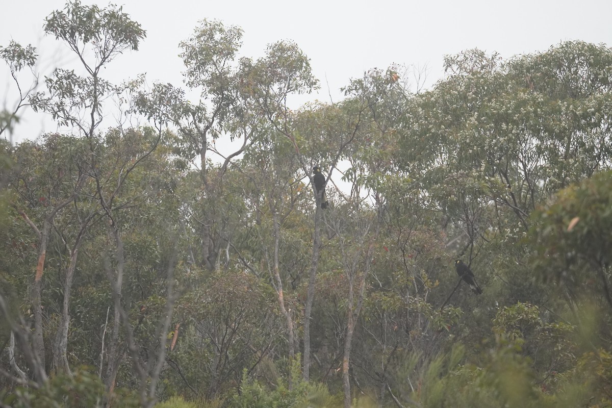 Yellow-tailed Black-Cockatoo - ML624290503