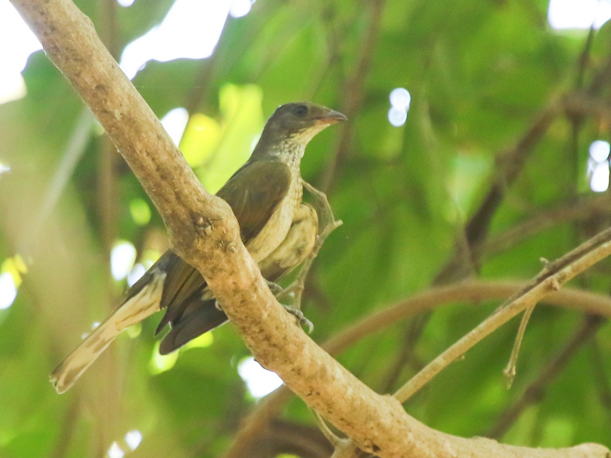 Spotted Honeyguide - ML624290572