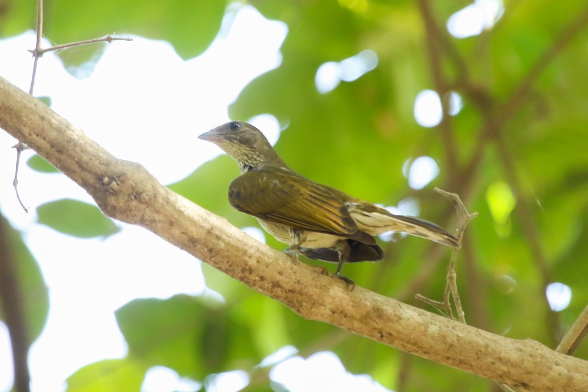 Spotted Honeyguide - ML624290573