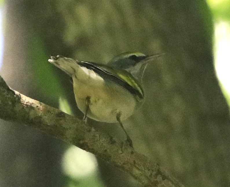Golden-winged Warbler - ML624290592