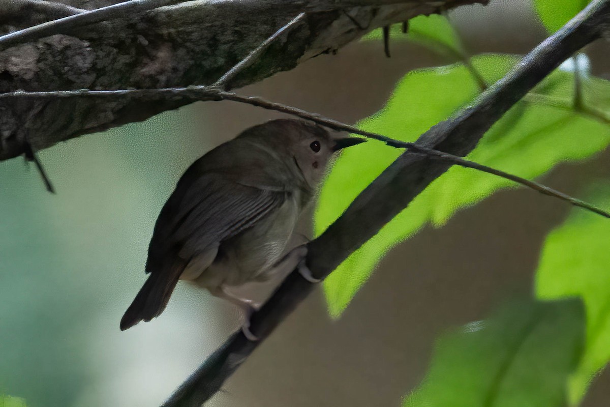 Large-billed Scrubwren - ML624290612