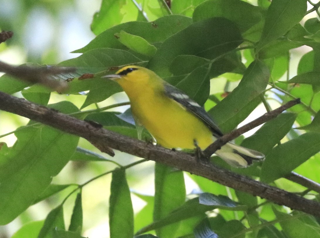 Blue-winged Warbler - ML624290706
