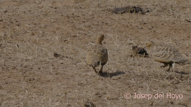 Chestnut-bellied Sandgrouse (African) - ML624290707