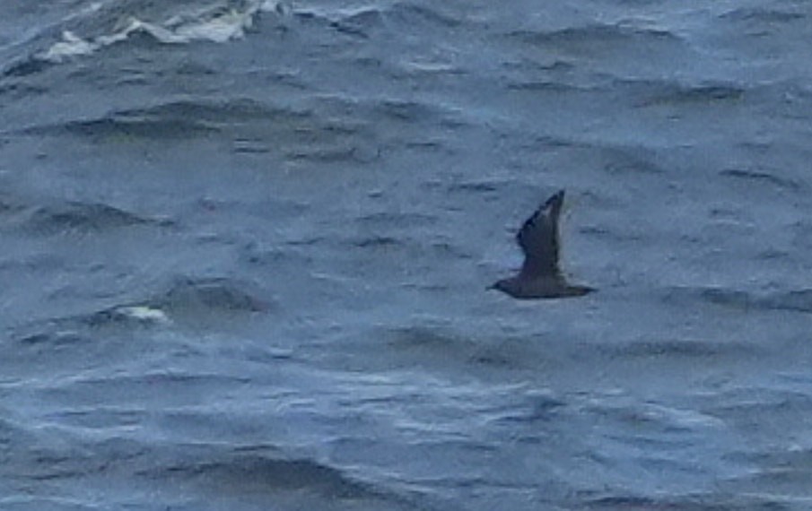 South Polar Skua - Guillermo Rodríguez