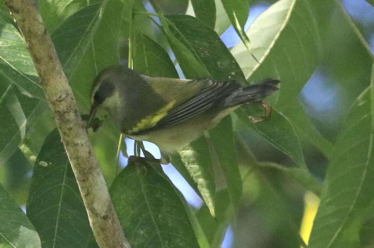 Golden-winged Warbler - ML624290726