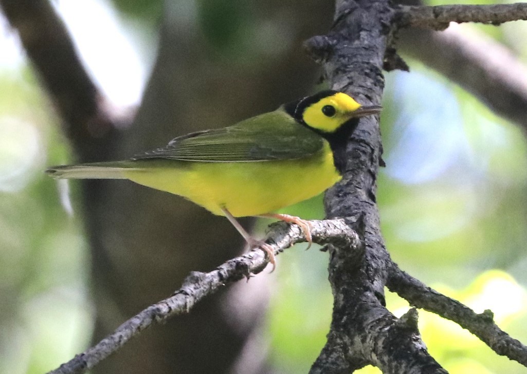 Hooded Warbler - ML624290792