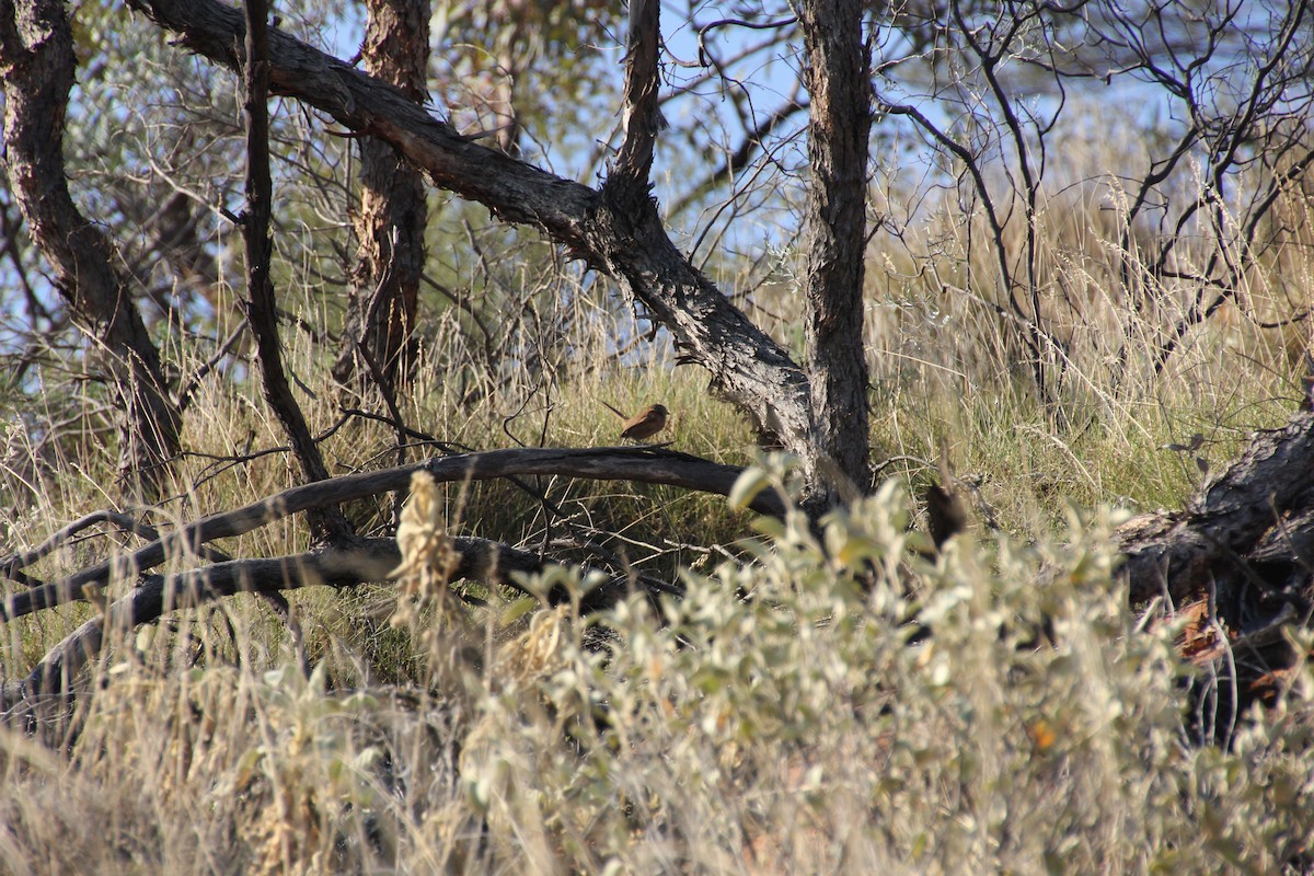 Dusky Grasswren - ML624290801